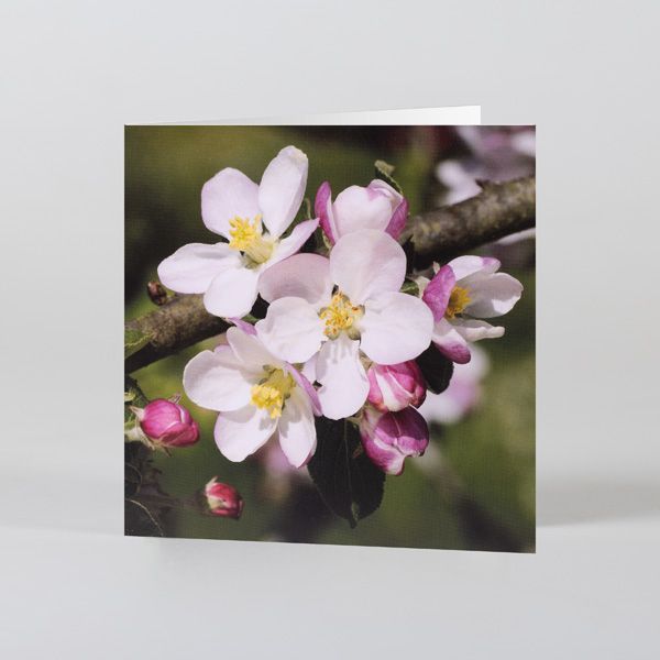 National Trust Floral Notecards x8