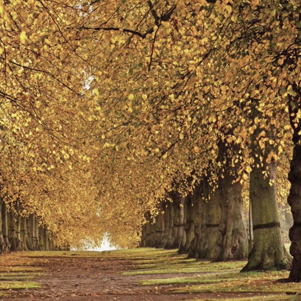 50 Great Trees of the National Trust
