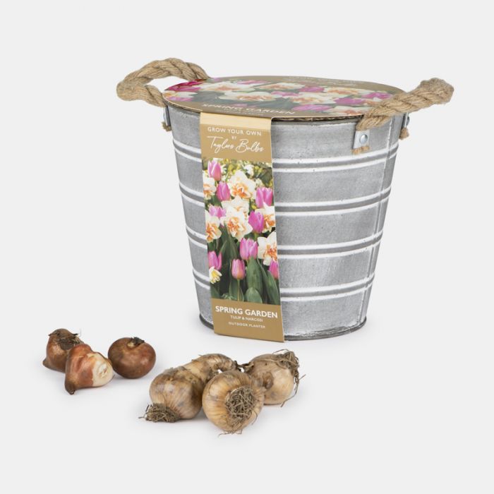 Outdoor Bucket Planter, Narcissi and Tulip