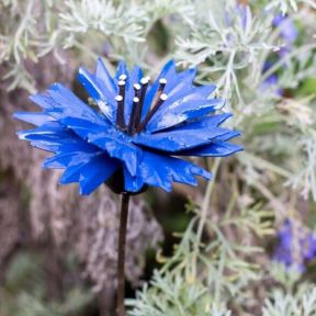 Cornflower Plant Stake, Set of 2