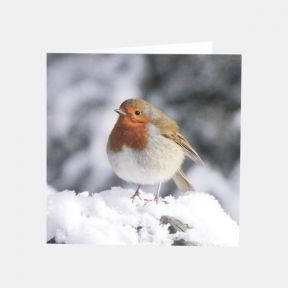 National Trust Photographic Christmas Cards Value Pack, Box of 30