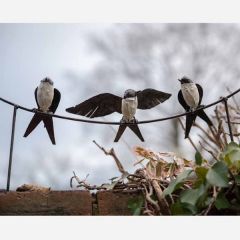 Recycled Three Swallows Fence Topper