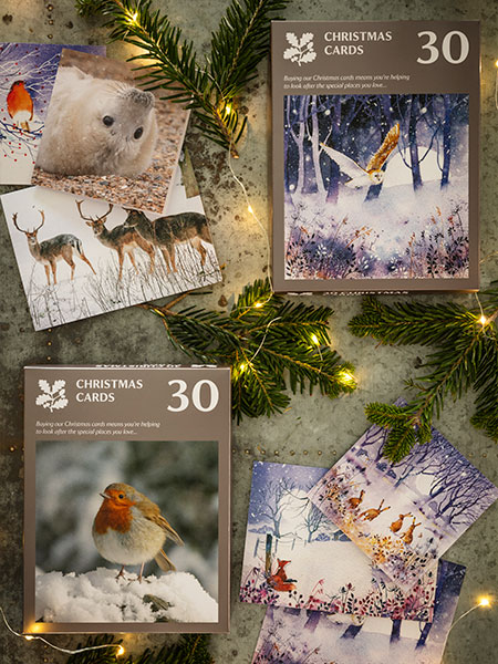 Christmas cards - browse the National Trust online shop for a variety of exclusive charity Christmas card designs.