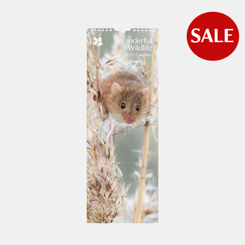 National Trust Calendar - Wildlife. Image shows slim calendar with a photograph of a doormouse on the cover on a plain grey background with a circular red sale icon in the right hand corner.