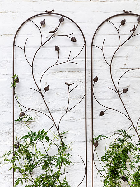 Garden furniture. Image shows Woodland Plant Trellis (2 pack) against a white garden wall, with purple clematis using it as a growing support.