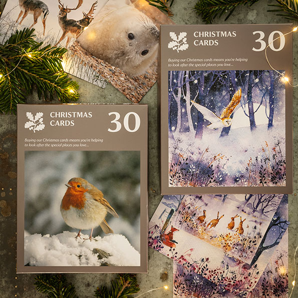 Christmas cards - browse charity Christmas cards at the National Trust online shop, from boxed Christmas cards to nature-inspired greetings cards and traditional Christmas cards. Image shows cards arranged on a table, with Christmas lights and foliage. 